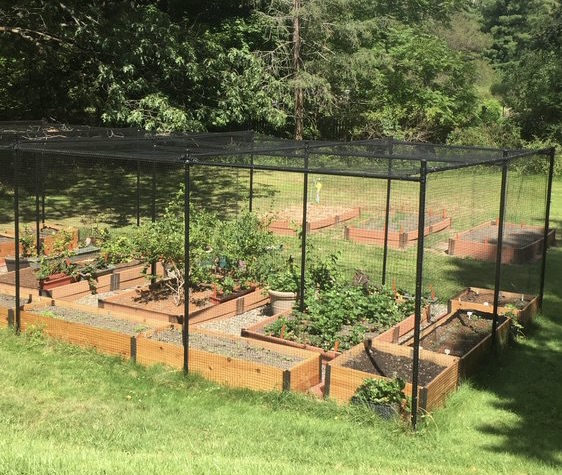 A fully enclosed garden fence that is protecting garden beds and berry trees from birds and deer.