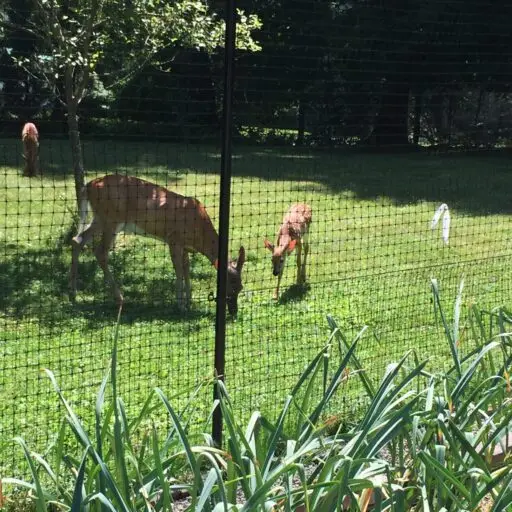 A deer fence that is protecting a garden from two deer that are outside the protective fence