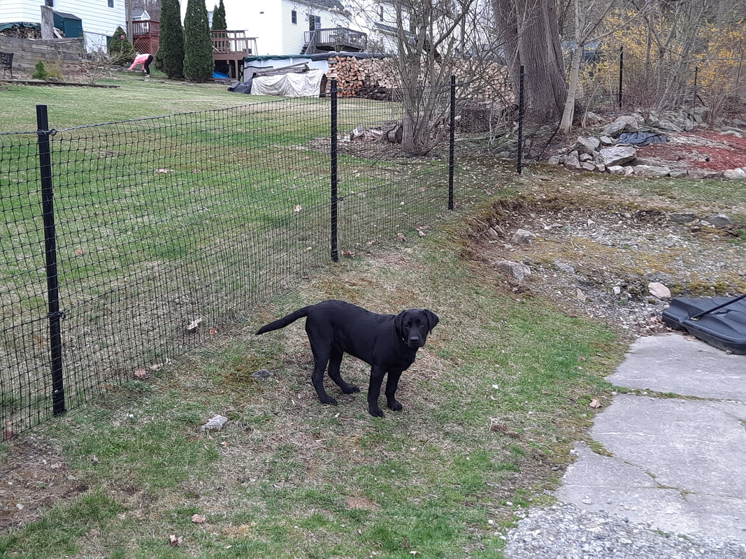 dog-fence-3_orig